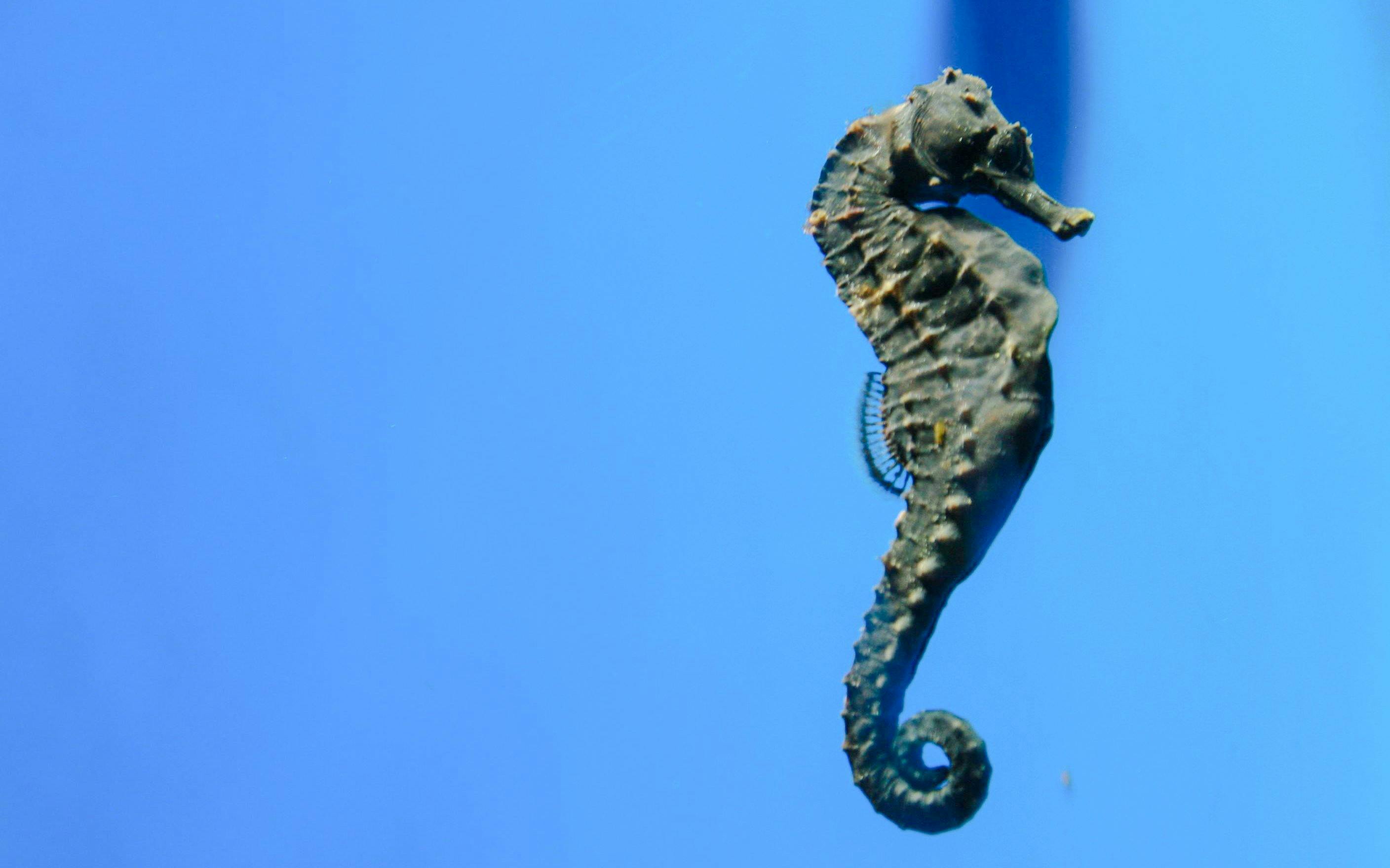 Seahorse at Oceanographic Museum Monaco exhibit.