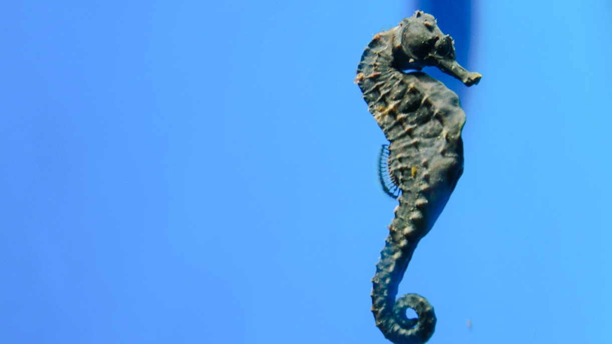 Seahorse at Oceanographic Museum Monaco exhibit.