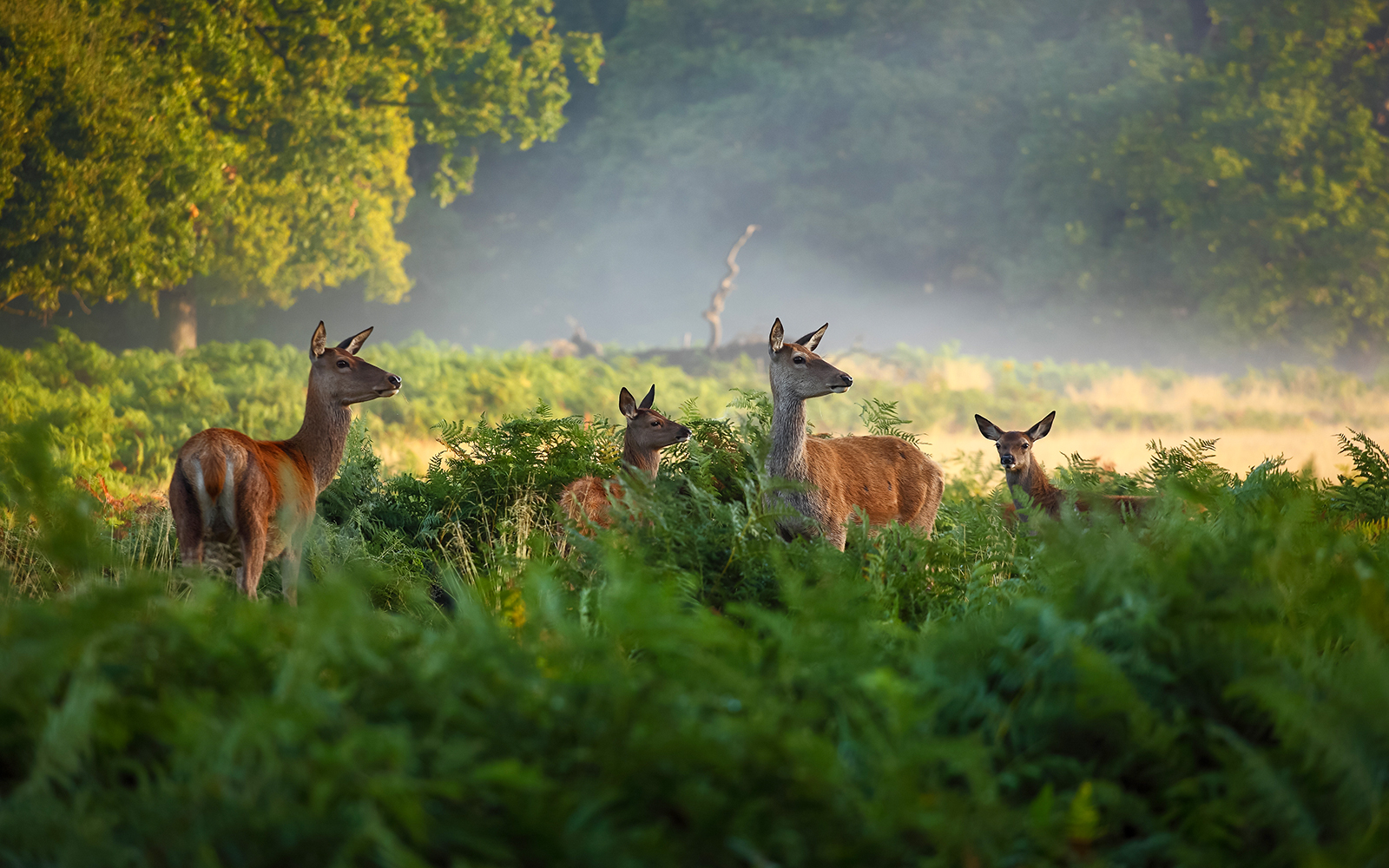 Deer grazing in the misty landscape of Richmond Park.