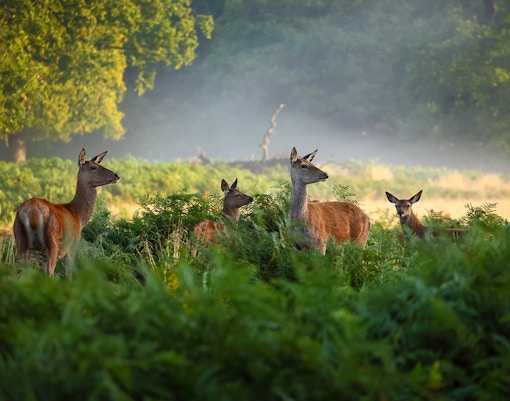 Deer grazing in the misty landscape of Richmond Park.