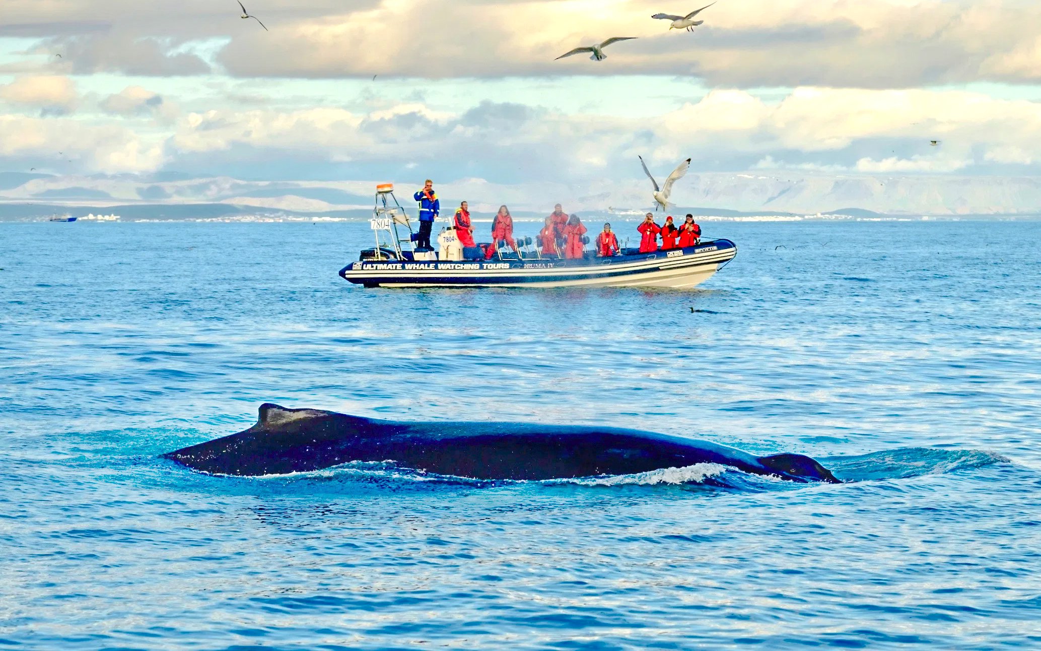 Guests on RIB speedboat watching whale near Reykjavik.
