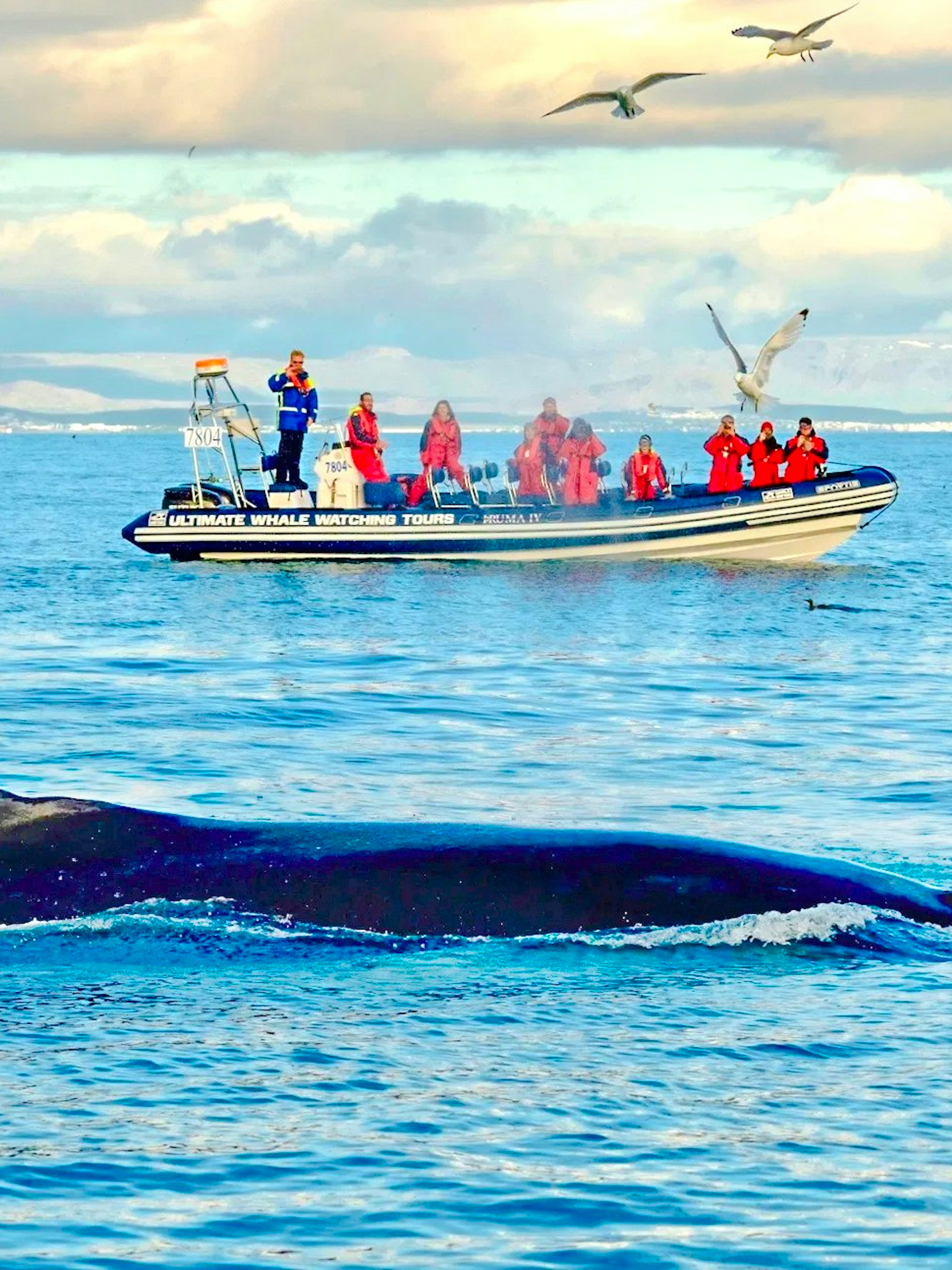 Guests on RIB speedboat watching whale near Reykjavik.