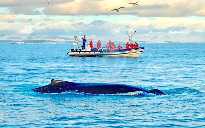 Guests on RIB speedboat watching whale near Reykjavik.