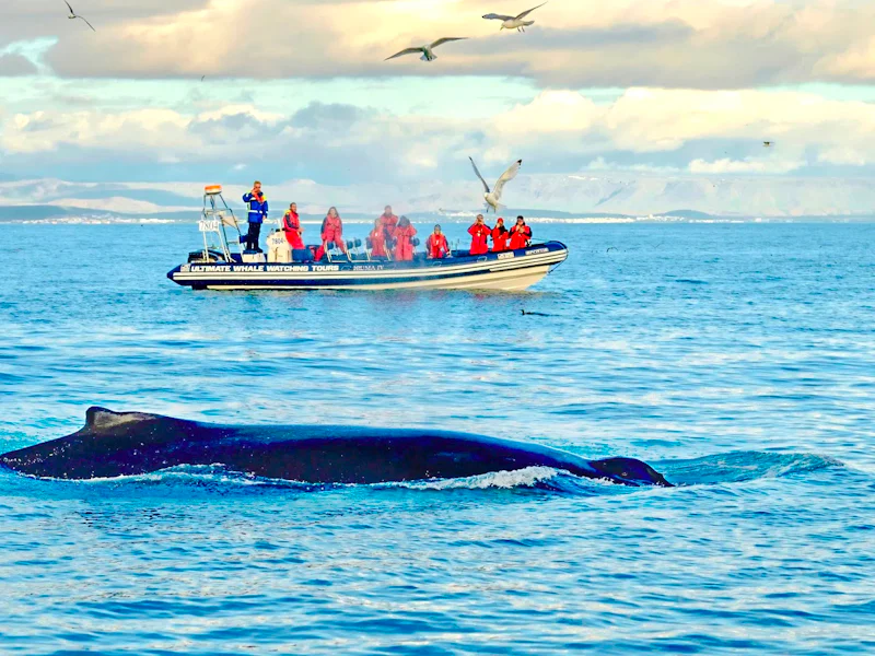 Reykjavik Whale Watching And Puffin Tour On RIB Speedboat - Reykjavík