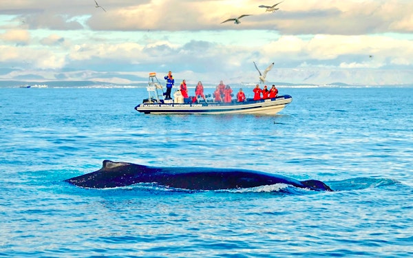Reykjavik: Whale Watching and Puffin Tour on RIB speedboat