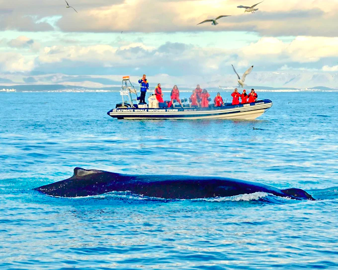 Reykjavik: Whale Watching & Puffin Tour on RIB speedboat