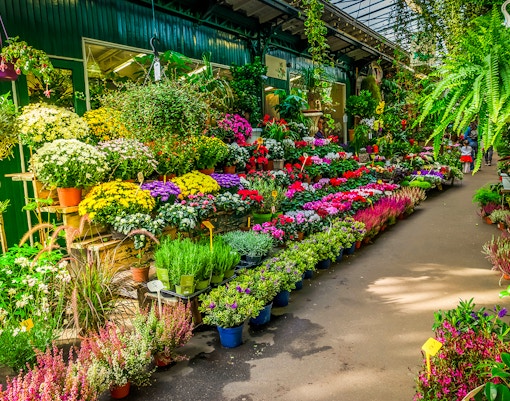 Île de la Cité Flower Market with vibrant stalls and colorful blooms in Paris, France.