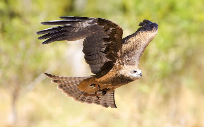 Raptor in flight at Capes Raptor Centre, showcasing its wingspan.