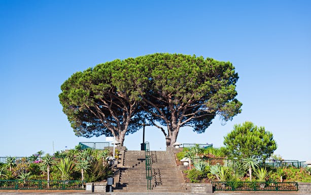 Staircase leading to trees at Areiro Peak, Madeira, on a clear day.