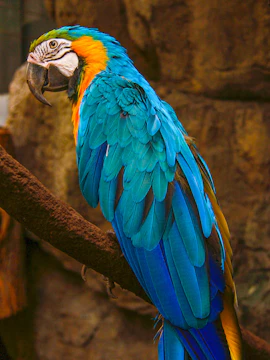 Colorful parrot perched on a branch at Phuket Bird Park.