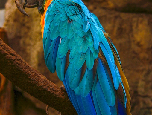 Colorful parrot perched on a branch at Phuket Bird Park.