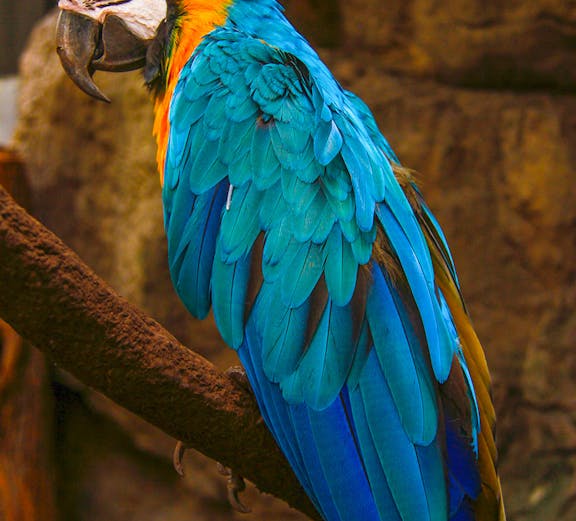 Colorful parrot perched on a branch at Phuket Bird Park.