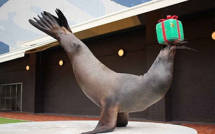 Sea lion balancing a gift box at Maxell Aqua Park Shinagawa.