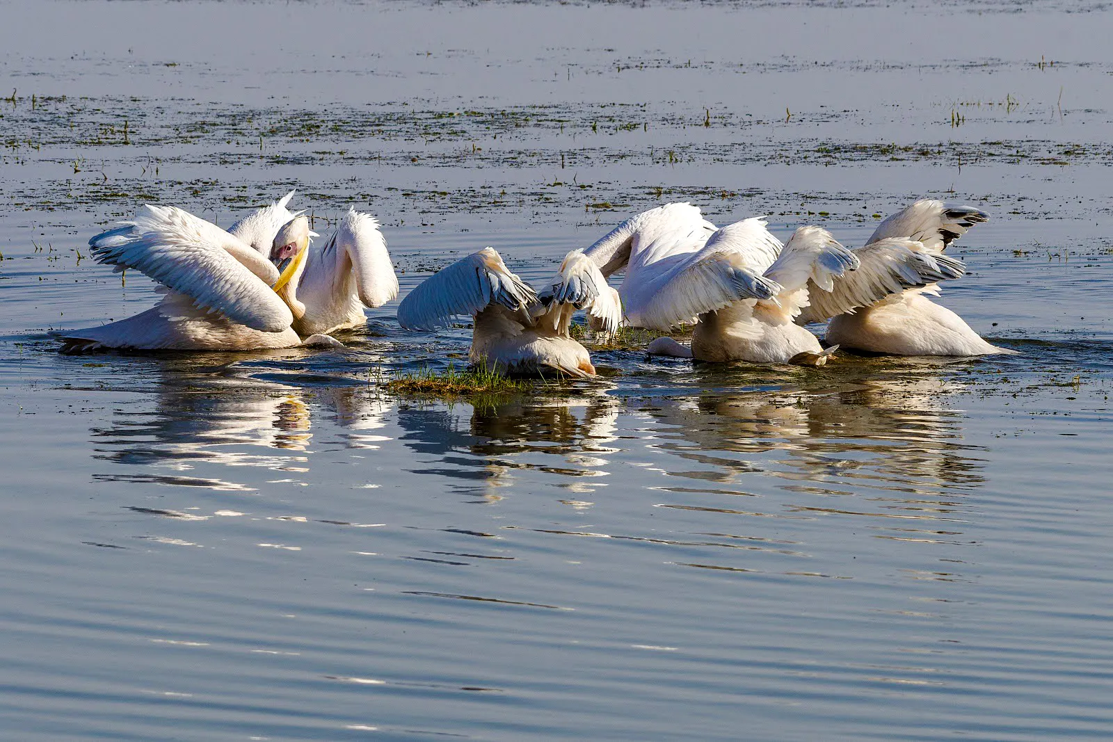 Pelicans feeding in Lake Nakuru during a 4-day safari from Nairobi.