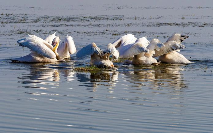 Pelicans feeding in Lake Nakuru during a 4-day safari from Nairobi.
