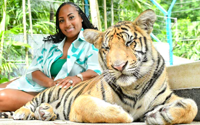 Person interacting with a tiger at Tiger Park, surrounded by lush greenery.