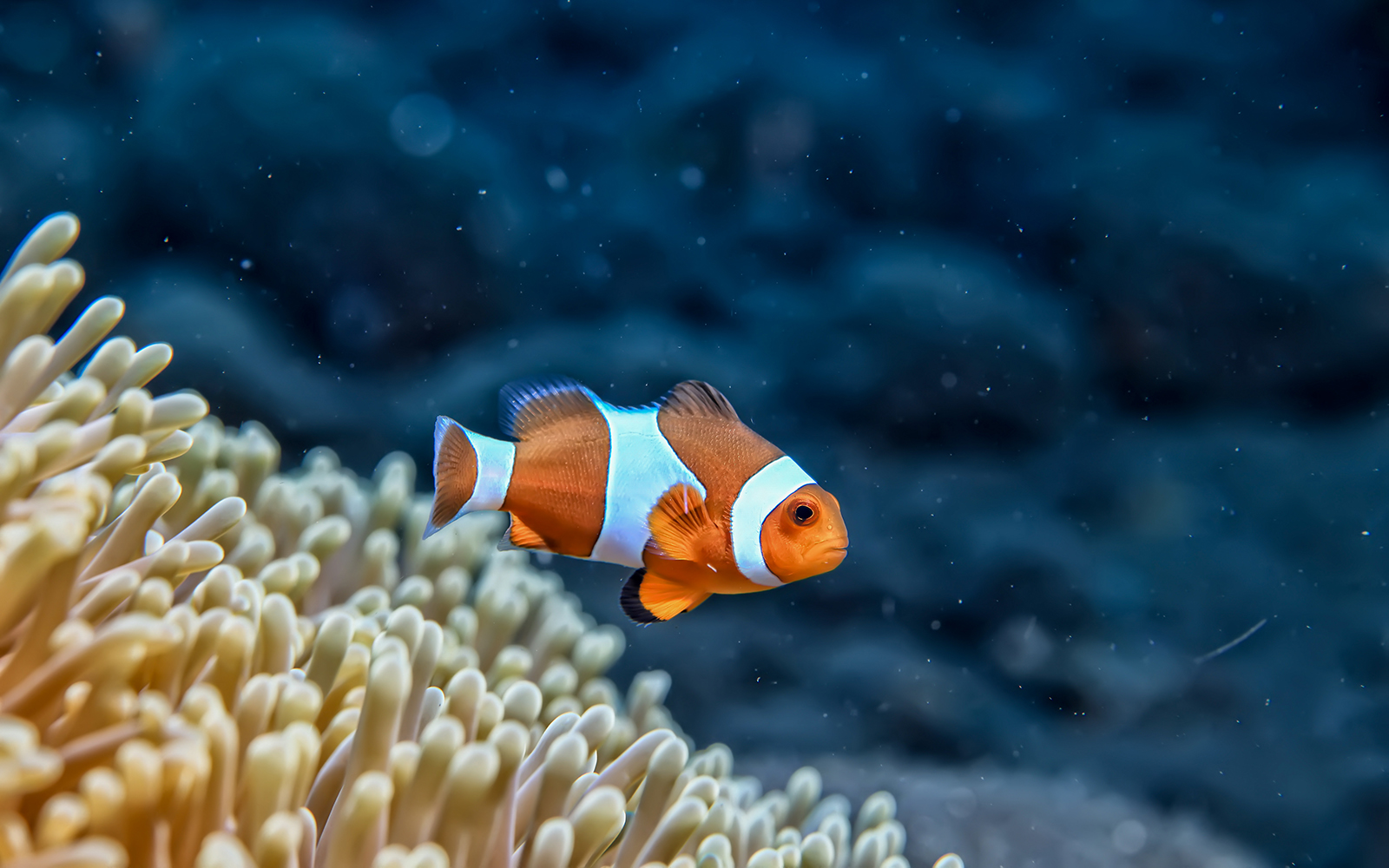 Clownfish