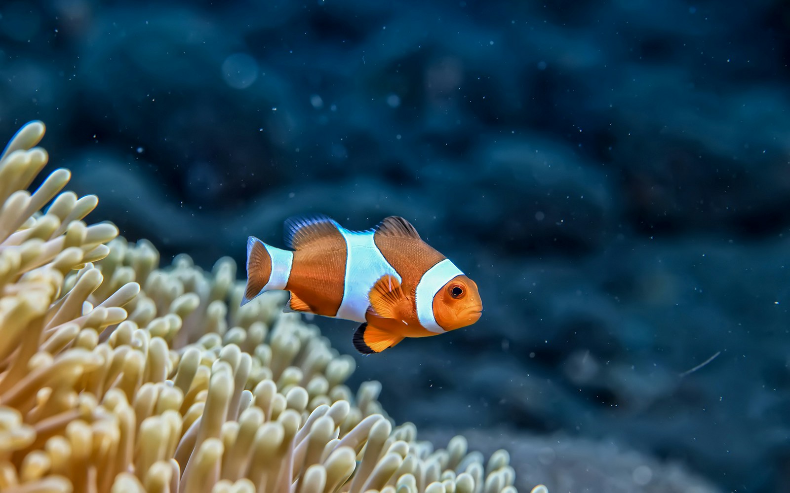 Clownfish swimming