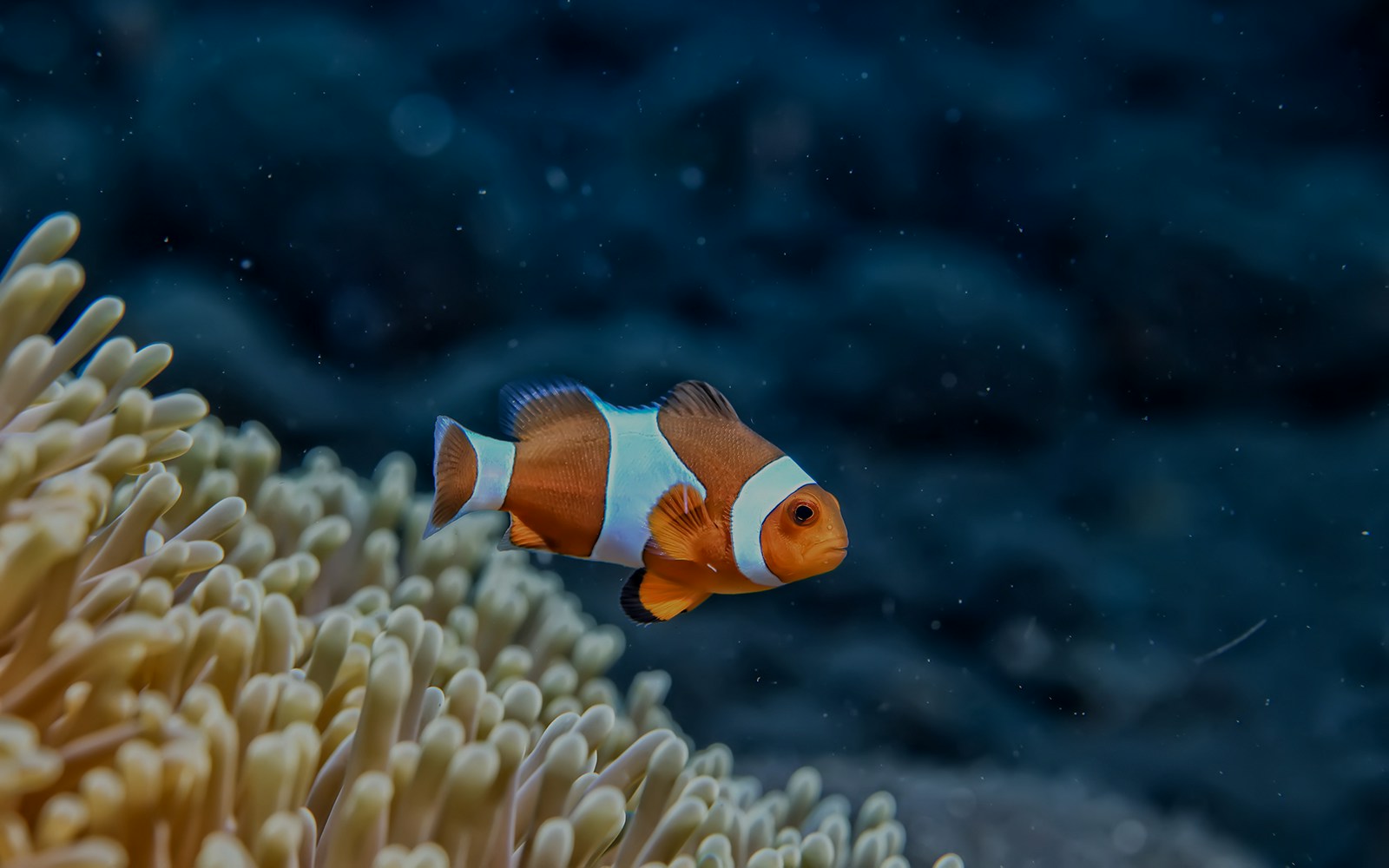 Clownfish near anemone in Cala Gonone Aquarium.