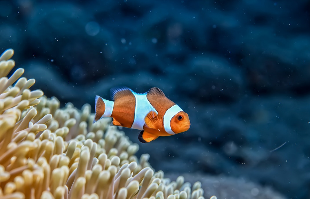 genoa aquarium tickets