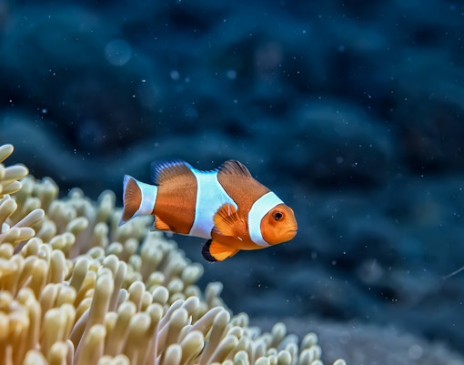 Clownfish
