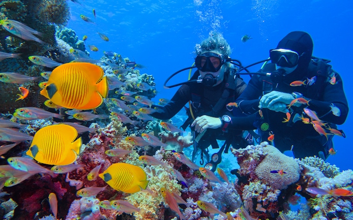 Divers exploring coral reef with colorful fish, Cairns to Great Barrier Reef snorkelling tour.