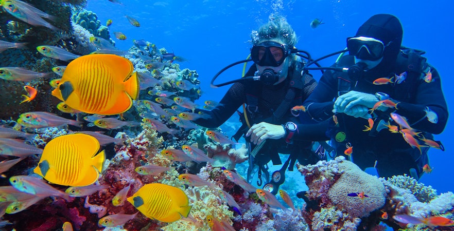 Divers exploring coral reef with colorful fish, Cairns to Great Barrier Reef snorkelling tour.