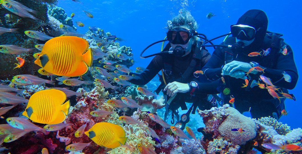 Divers exploring coral reef with colorful fish, Cairns to Great Barrier Reef snorkelling tour.