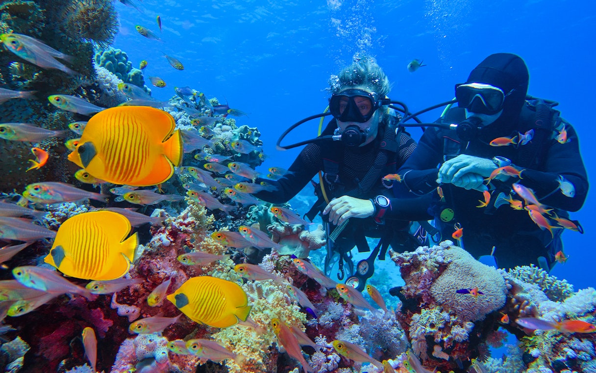 Divers exploring coral reef with colorful fish, Cairns to Great Barrier Reef snorkelling tour.