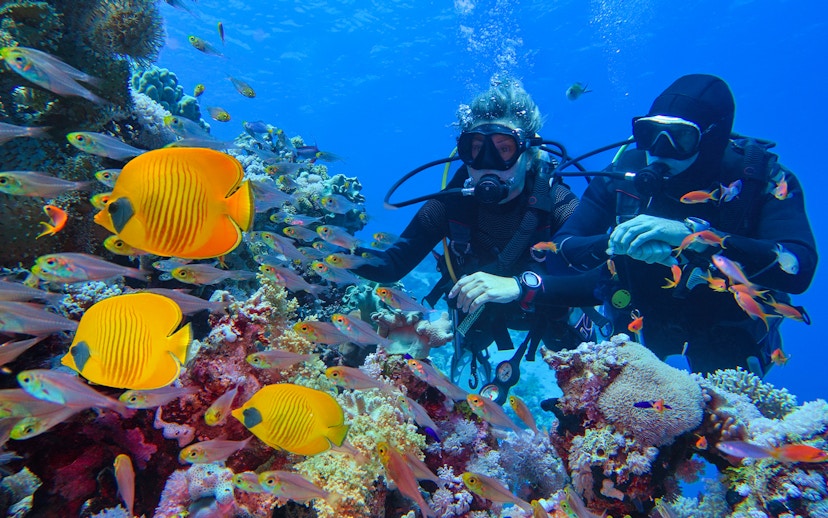 Divers exploring coral reef with colorful fish, Cairns to Great Barrier Reef snorkelling tour.
