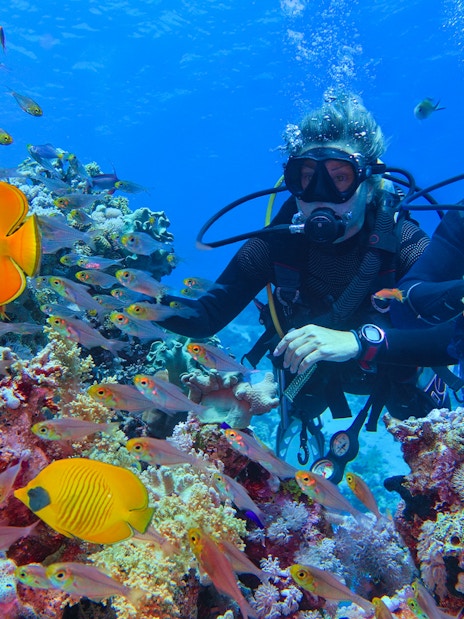 Divers exploring coral reef with colorful fish, Cairns to Great Barrier Reef snorkelling tour.