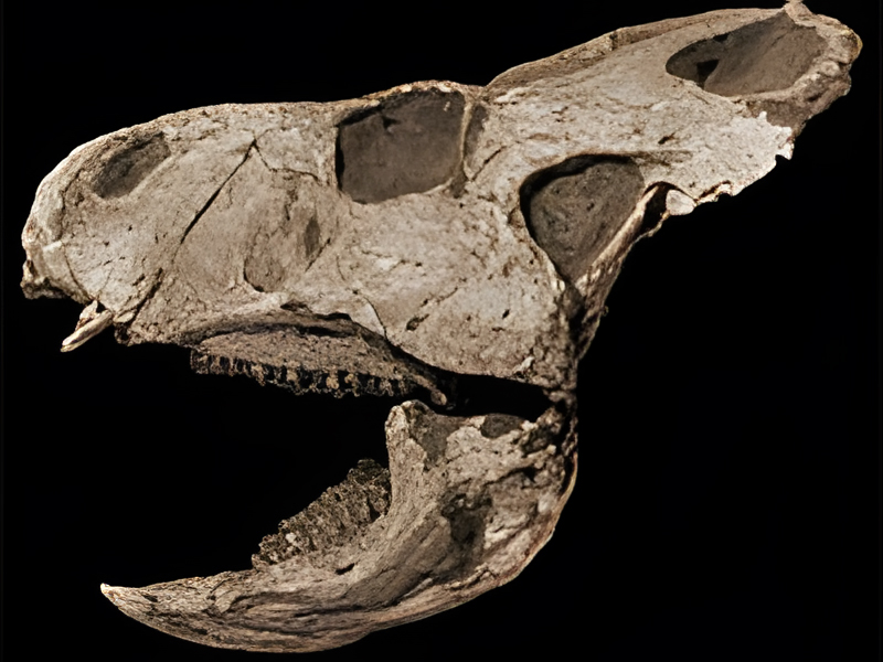 Protoceratops fossil exhibit at a natural history museum.