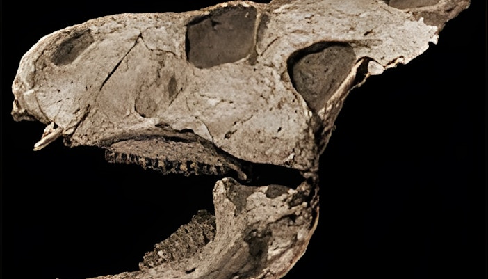 Protoceratops fossil exhibit at a natural history museum.