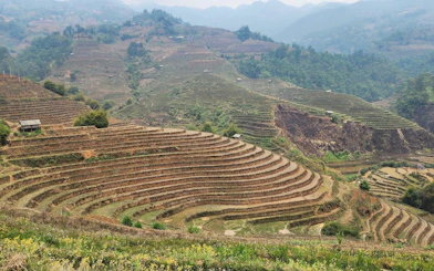 Mu Cang Chai rice terraces with distant mountains, ideal for trekking and motorbike tours.