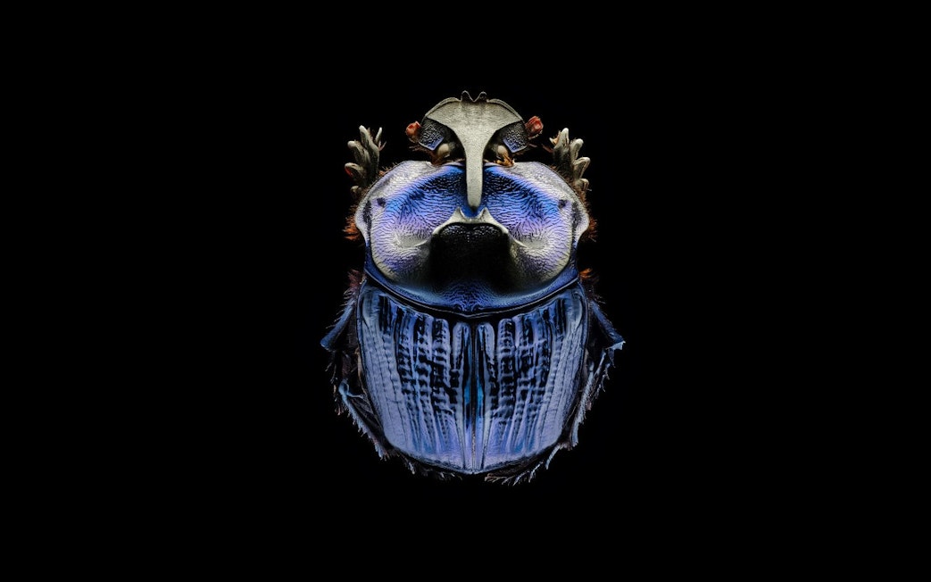 Amazonian Purple Warrior beetle with intricate blue and black patterns on a dark background.