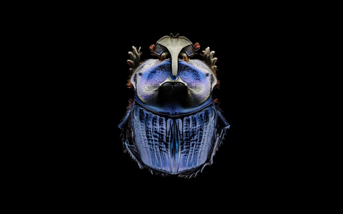 Amazonian Purple Warrior beetle with intricate blue and black patterns on a dark background.