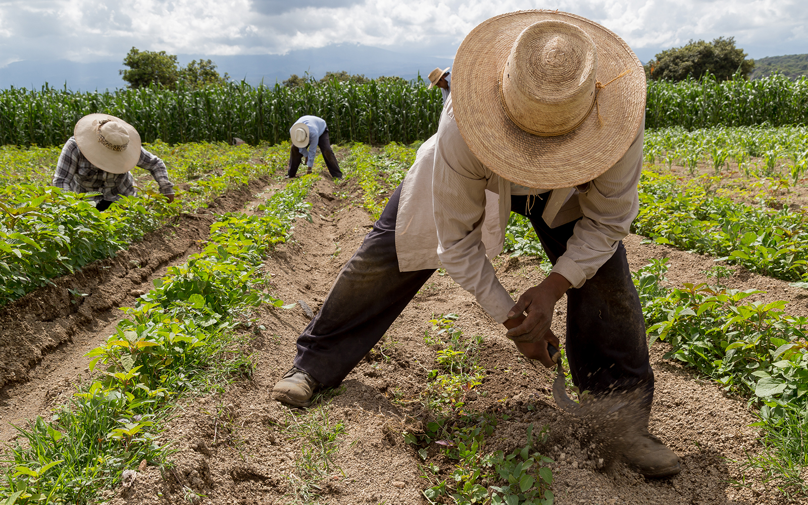 Farmers working in a field in Mexico, planting crops in rows.
