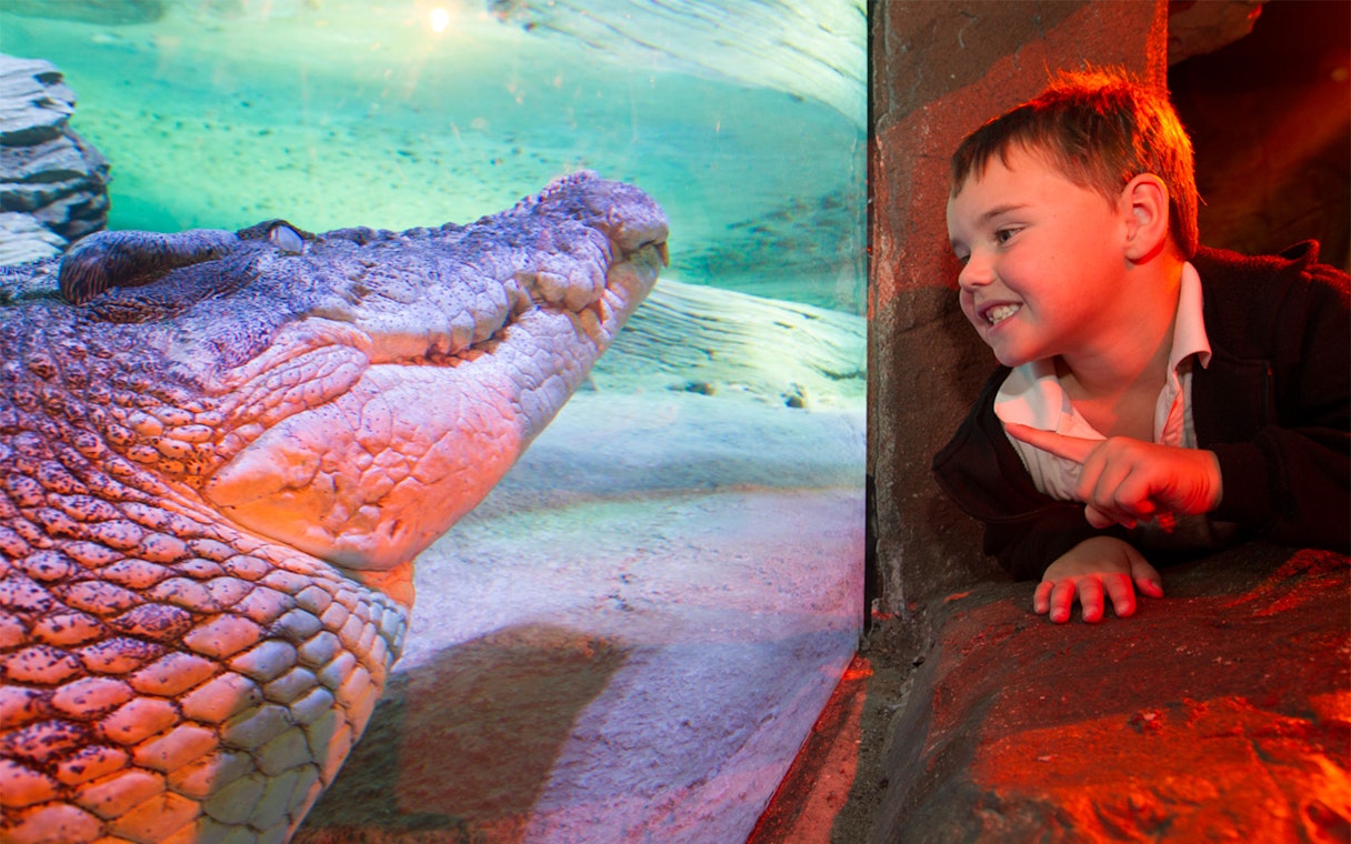 Saltwater crocodile in Croc Lair, Sea Life Melbourne, viewed by a child.
