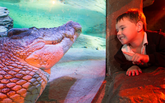 Saltwater crocodile in Croc Lair, Sea Life Melbourne, viewed by a child.