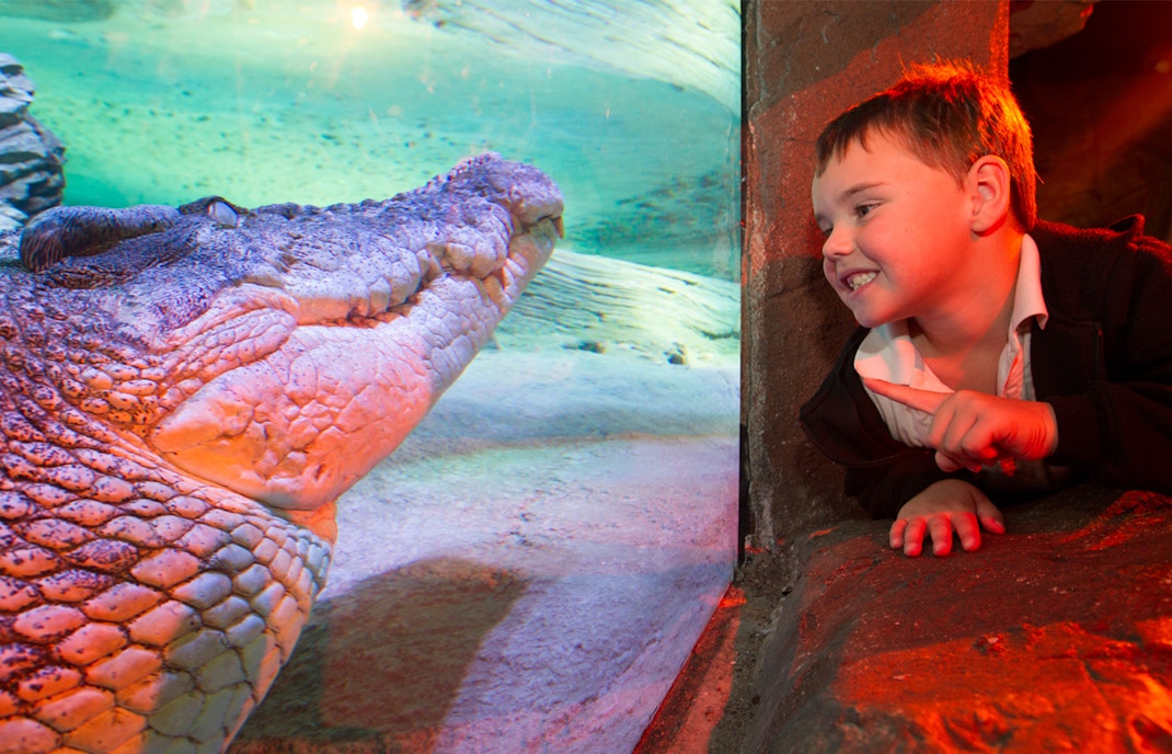 A saltwater crocodile in the Croc Lair, Sea Life Melbourne