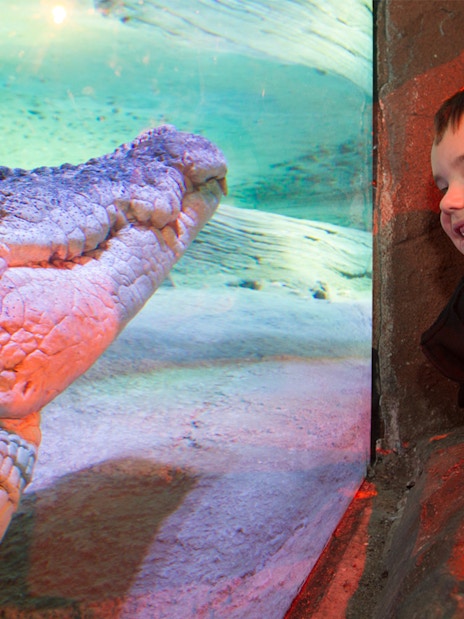 Saltwater crocodile in Croc Lair, Sea Life Melbourne, viewed by a child.
