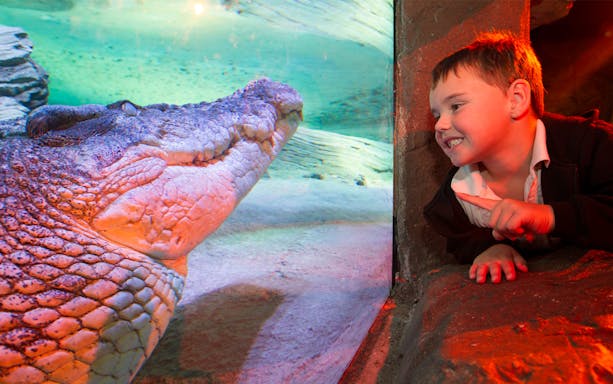 Saltwater crocodile in Croc Lair, Sea Life Melbourne, viewed by a child.