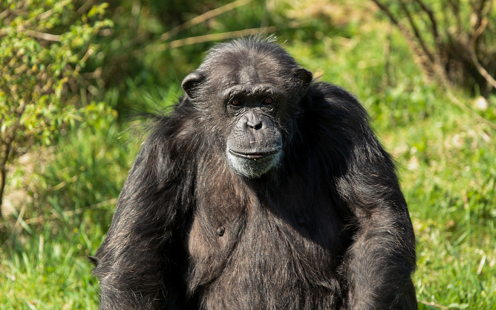 Gorilla sitting in grass at Whipsnade Zoo.