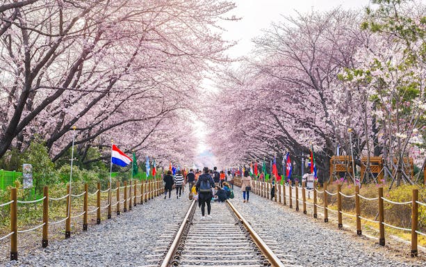 Jinhae Cherry Blossom Festival with people walking along a tree-lined path in full bloom.