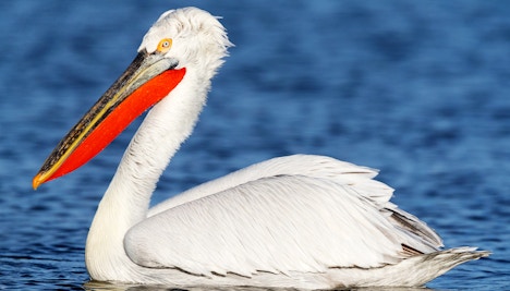 Dalmatian Pelican