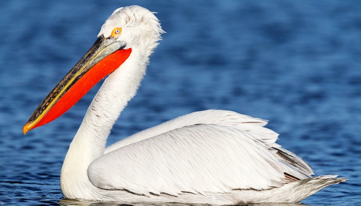 Dalmatian Pelican