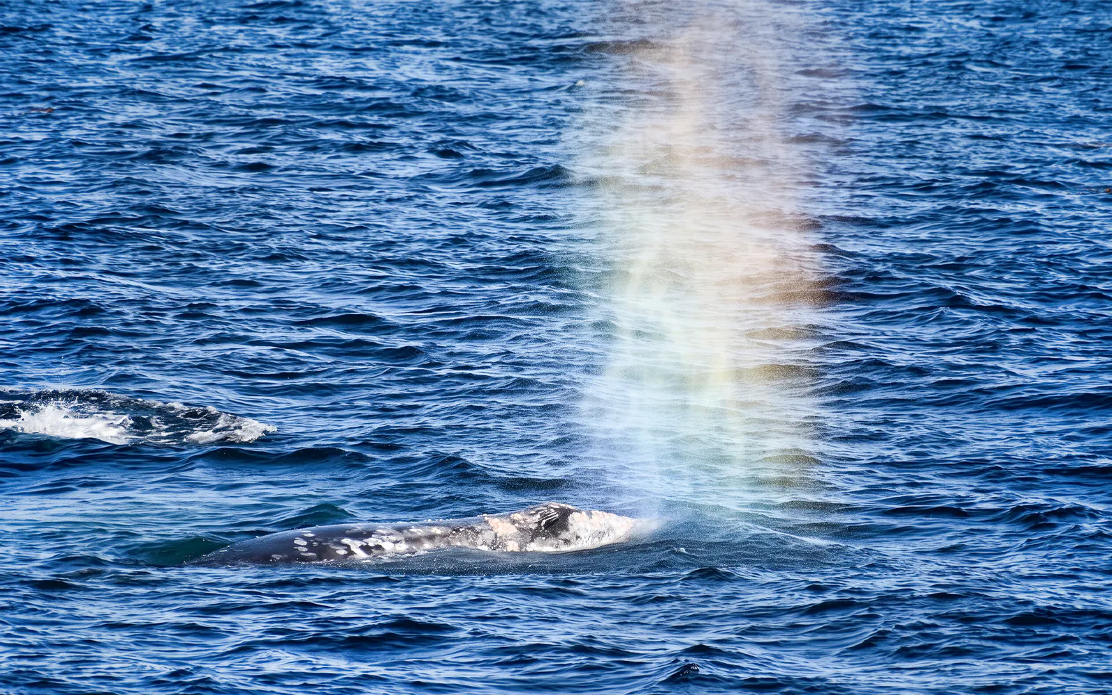 Whale spouting water in the ocean during San Diego Whale Watching Adventure Cruise.