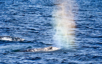 Whale spouting water in the ocean during San Diego Whale Watching Adventure Cruise.