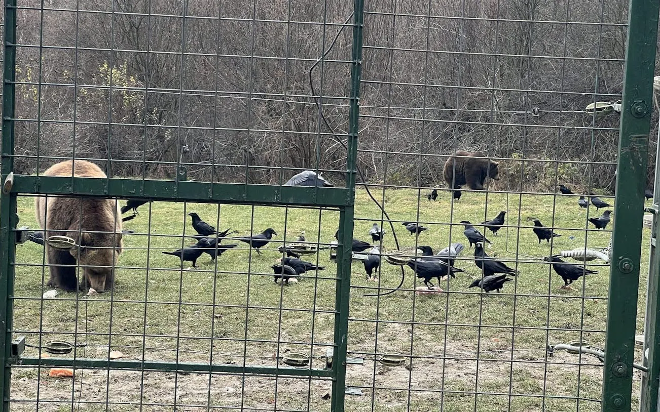 Brașov Bear Sanctuary Tour, small group Image 7