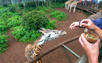 Giraffe being fed by tourists at Nairobi Giraffe Centre, Kenya.